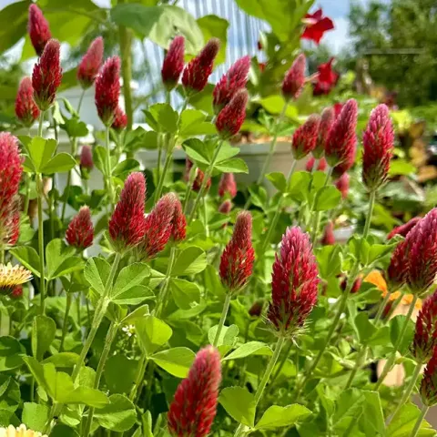 Crimson Clover