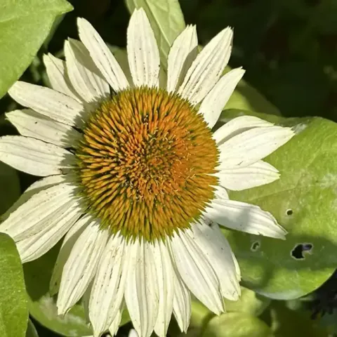 Coneflower Fragrant Angel