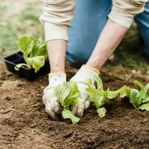 Succession Planting