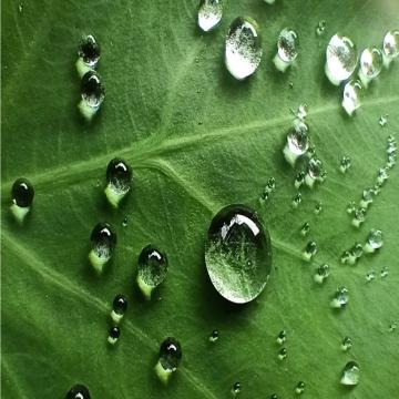 Water Droplets on Leaf