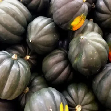 Growing Acorn Squash in the Home Garden