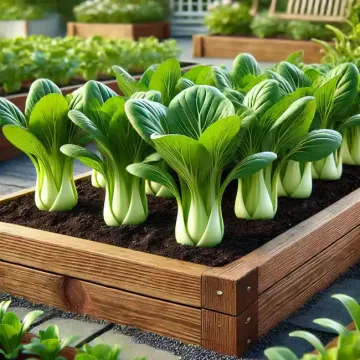 Growing Bok Choy in the Home Garden