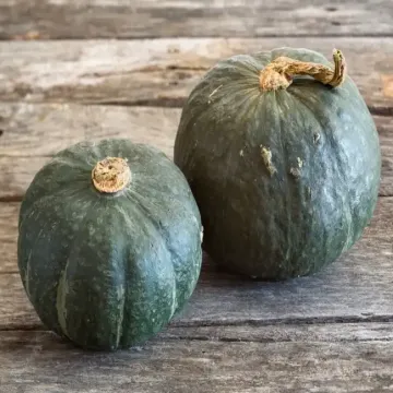 Growing Buttercup Squash in the Home Garden