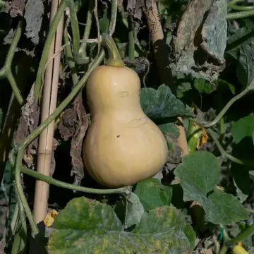 Growing Butternut Squash in the Home Garden