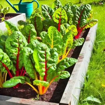 Growing Swiss Chard in the Home Garden