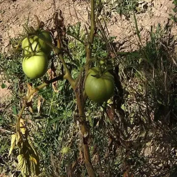 Why Tomato Plants Look Bad in Mid to Late Summer 