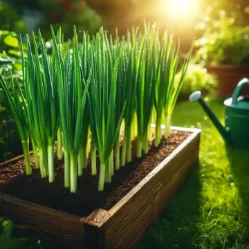 Growing Green Onions in the Home Garden