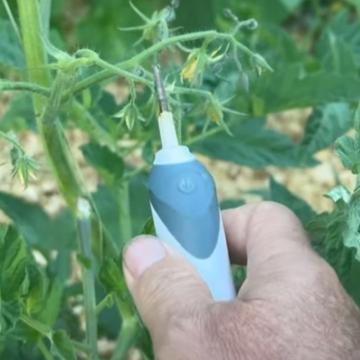 Hand Pollinating Tomatoes