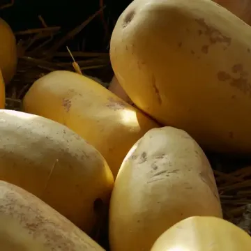 Growing Spaghetti Squash in the Home Garden