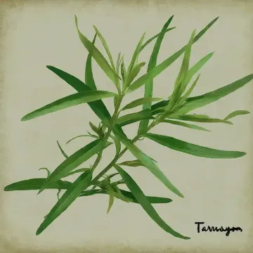 Growing Tarragon in the Home Garden