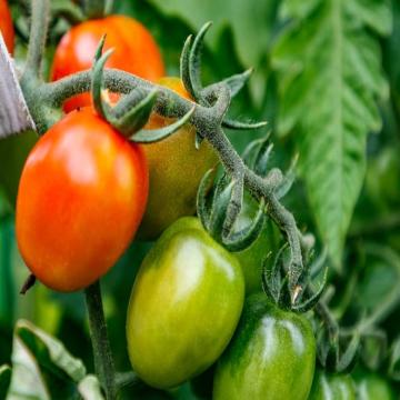 Red Green Tomatoes