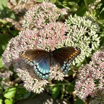 Sedum with Butterfly