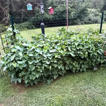 Sweet Potato Plants