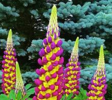 Lupin Westcountry