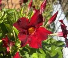 Mandevilla Red Riding Hood