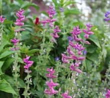 Salvia Pink Sunday