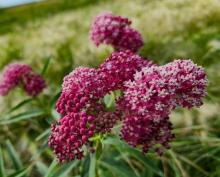 Swamp Milkweed