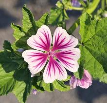 Zebrina Mallow