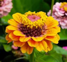 Zinnia