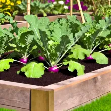 Growing Kohlrabi in the Home Garden