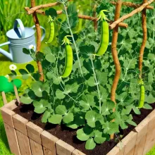 Growing Green Peas in the Home Garden