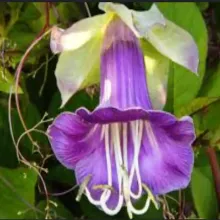 Cup and Saucer Flower