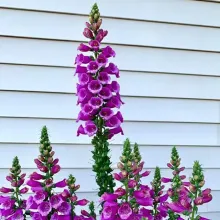 Foxglove