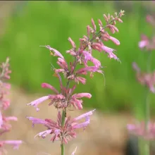 Hummingbird Mint