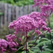 Joe Pye Weed