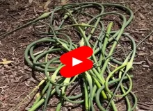 Garlic Scapes