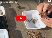 Seed Harvesting Flower Seeds