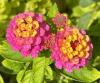 Lantana