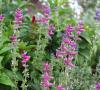 Salvia Pink Sunday