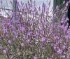 Verbena Bampton