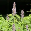 Anise Hyssop