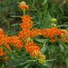 Butterfly Weed