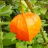 Chinese Lantern Flower