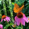 Butterfly on Coneflower