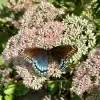 Sedum with Butterfly