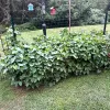 Sweet Potato Plants